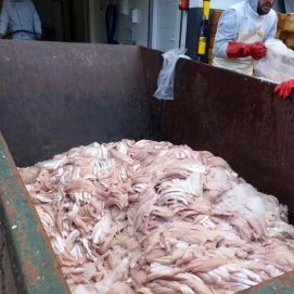 El Senasa desnudó una nueva irregularidad en el Puerto con el secuestro de 8 mil kg de merluza ilegal