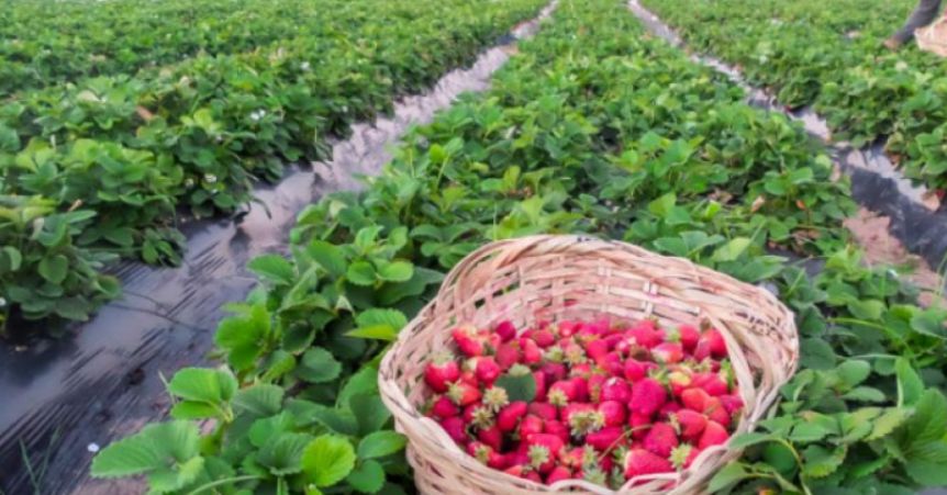 Tarde pero seguro: inspección en el frutillar de Mar del Plata