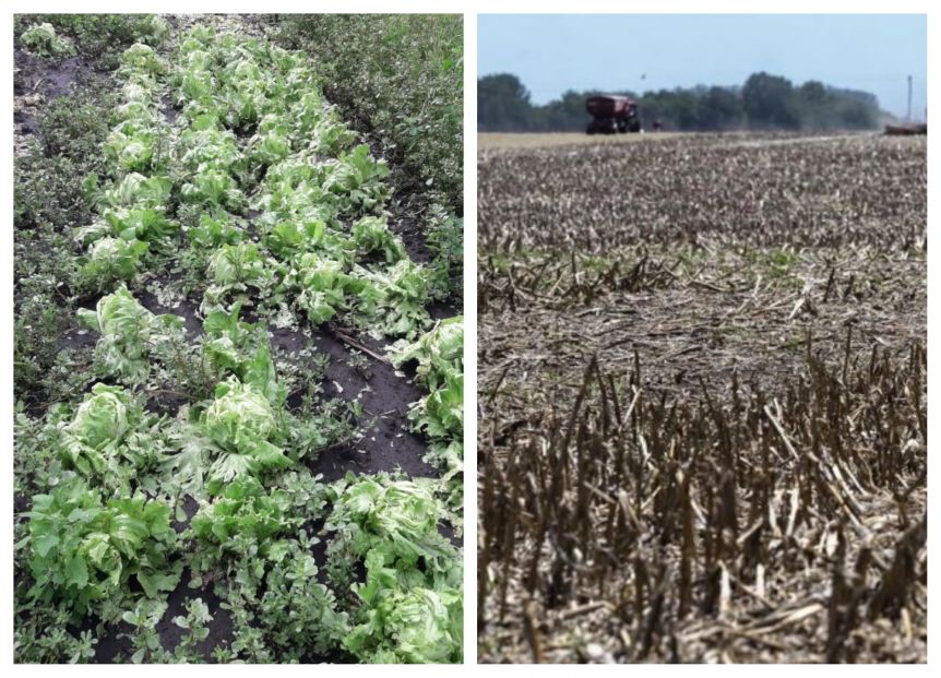 El agro marplatense aguarda por la declaración de la emergencia