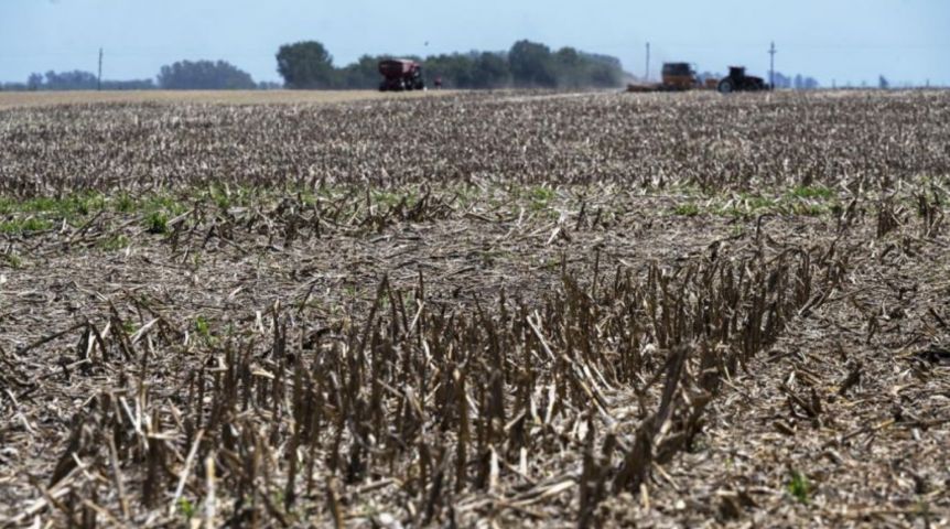 Lapidario panorama para la cosecha de soja y maíz: estiman pérdidas millonarias
