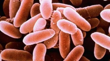 Confirman por primera vez un brote de infecciones potencialmente mortal por queso contaminado