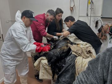 Rescataron a un perro que quedó atrapado en una laguna de petróleo en Comodoro Rivadavia